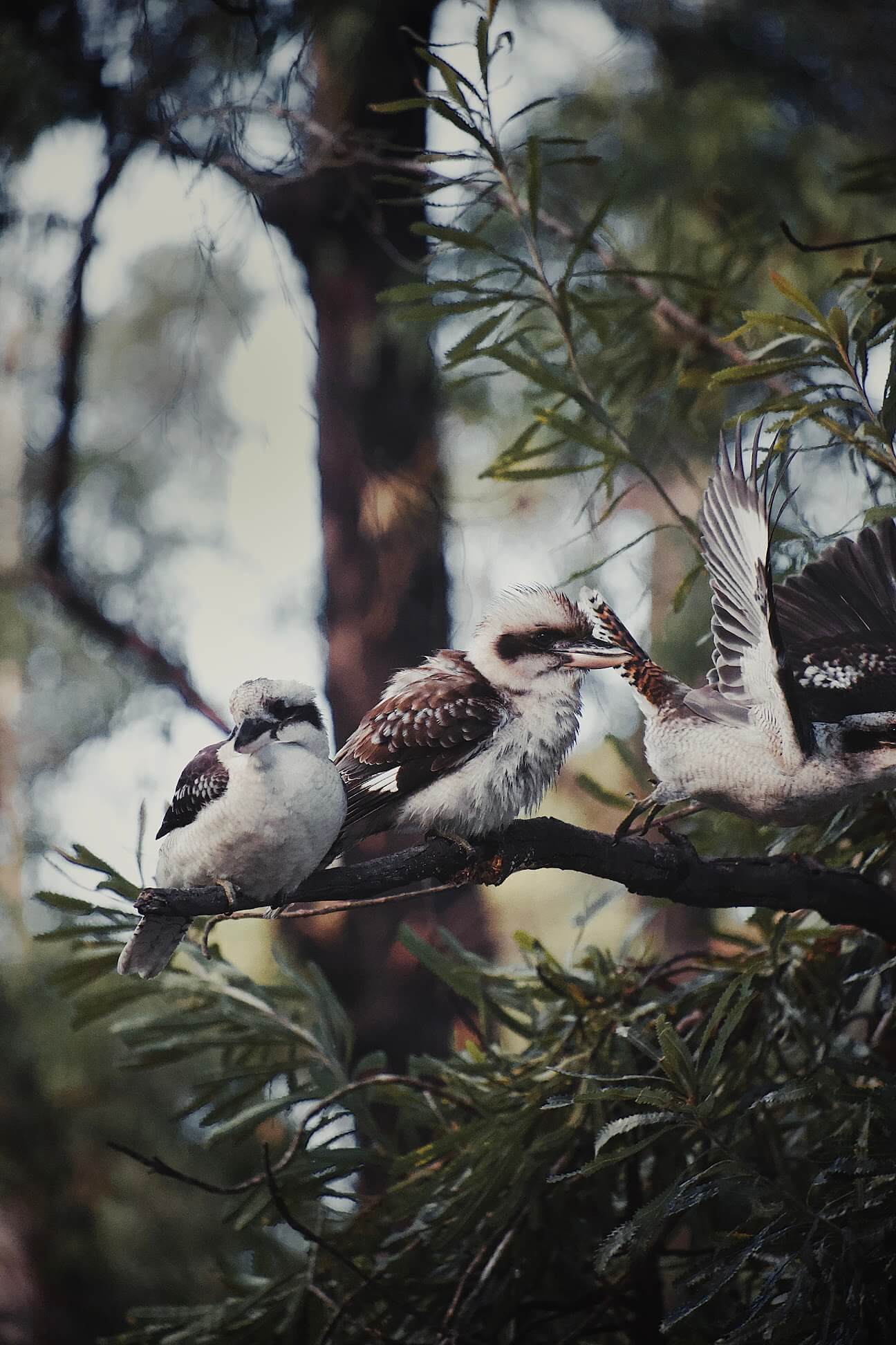 Cockatoo birds perched on a tree branch with one flying away.