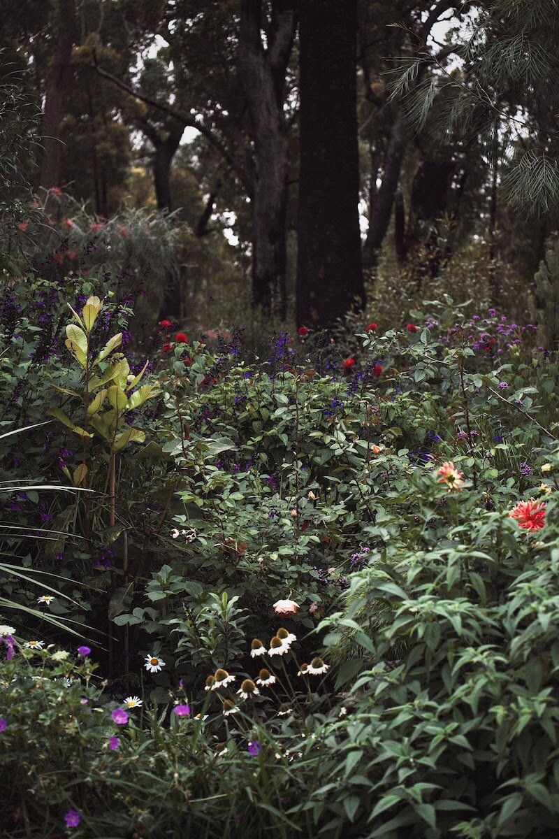 Portrait photo of a lot of flowers in the garden