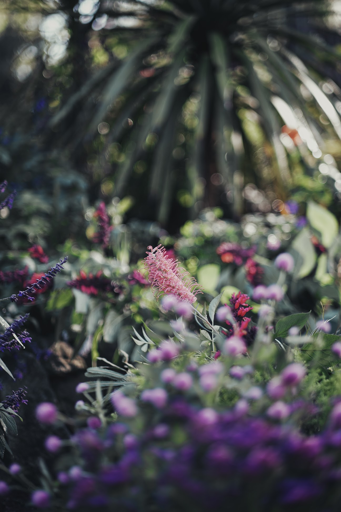 Colourful grevillea surrounded by other colourful flowers.